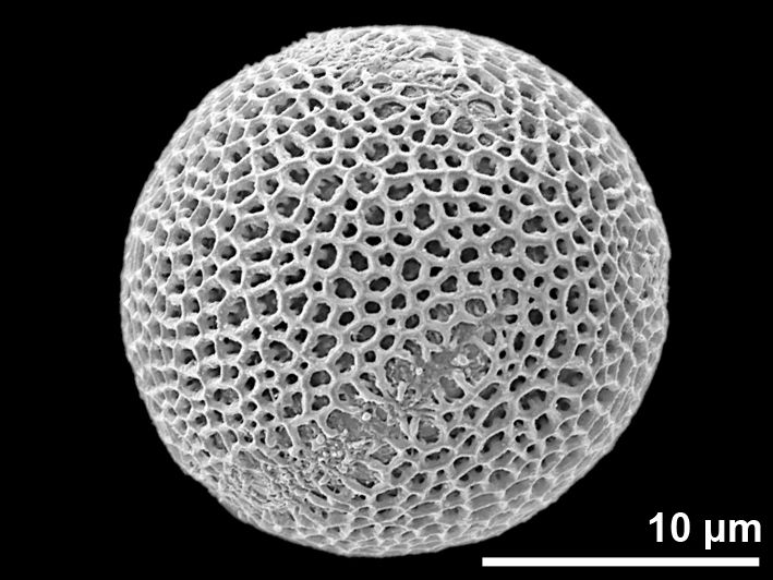 PalDat Turritis Glabra PalDat Turritis Glabra